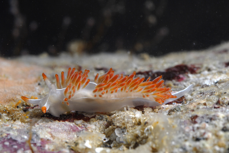 Flabellina trilineata